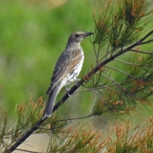 Oriolus sagittatus at Fyshwick, ACT - 10 Mar 2019