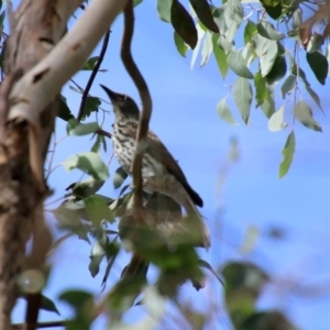 Oriolus sagittatus at Fyshwick, ACT - 10 Mar 2019 10:46 AM