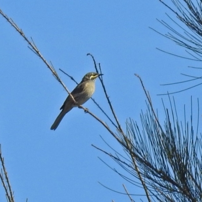 Caligavis chrysops (Yellow-faced Honeyeater) at Fyshwick, ACT - 10 Mar 2019 by RodDeb