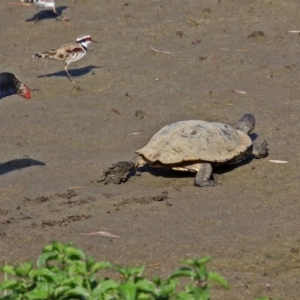 Chelodina longicollis at Fyshwick, ACT - 10 Mar 2019 10:15 AM