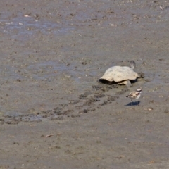 Chelodina longicollis at Fyshwick, ACT - 10 Mar 2019