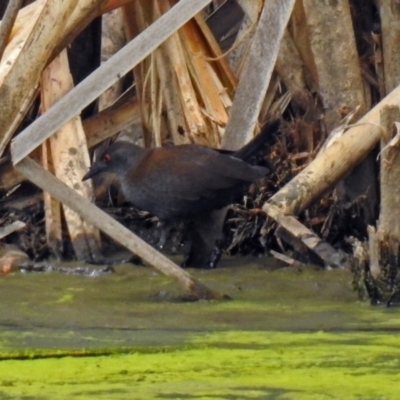 Zapornia tabuensis (Spotless Crake) at Jerrabomberra Wetlands - 10 Mar 2019 by RodDeb