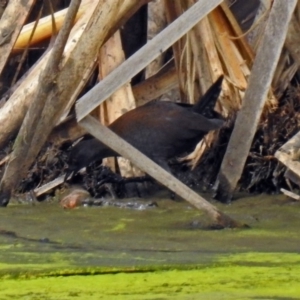 Zapornia tabuensis at Fyshwick, ACT - 10 Mar 2019 12:15 PM