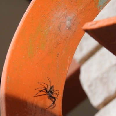 Helpis minitabunda (Threatening jumping spider) at Fadden, ACT - 21 Dec 2018 by YumiCallaway