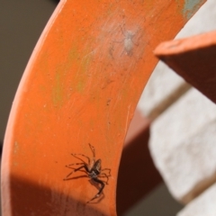 Helpis minitabunda (Threatening jumping spider) at Fadden, ACT - 20 Dec 2018 by YumiCallaway