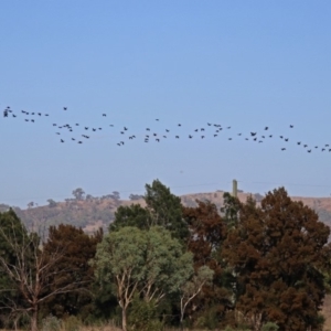 Phalacrocorax sulcirostris at Fyshwick, ACT - 10 Mar 2019