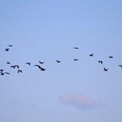 Phalacrocorax sulcirostris at Fyshwick, ACT - 10 Mar 2019 10:02 AM