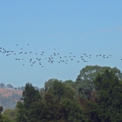 Phalacrocorax sulcirostris at Fyshwick, ACT - 10 Mar 2019 10:02 AM