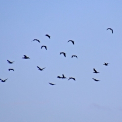 Phalacrocorax sulcirostris at Fyshwick, ACT - 10 Mar 2019 10:02 AM