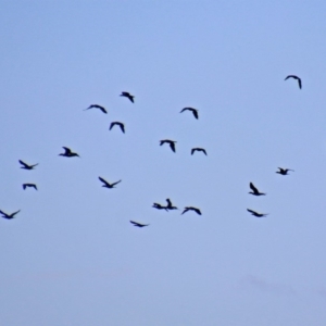 Phalacrocorax sulcirostris at Fyshwick, ACT - 10 Mar 2019 10:02 AM