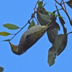 Ptilotula penicillata (White-plumed Honeyeater) at Fyshwick, ACT - 10 Mar 2019 by RodDeb