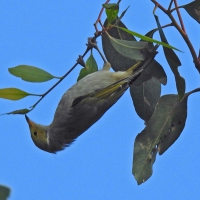 Ptilotula penicillata (White-plumed Honeyeater) at Fyshwick, ACT - 10 Mar 2019 by RodDeb