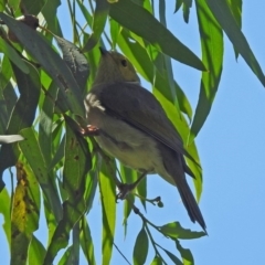 Ptilotula penicillata at Fyshwick, ACT - 10 Mar 2019