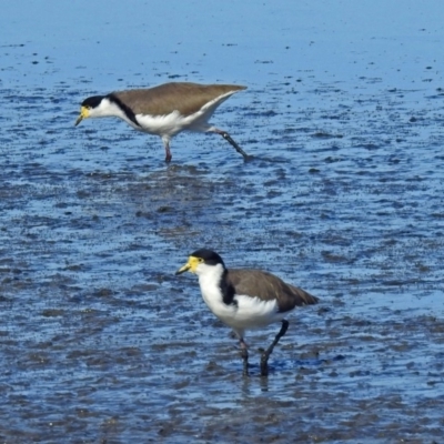 Vanellus miles (Masked Lapwing) at Fyshwick, ACT - 10 Mar 2019 by RodDeb