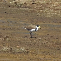 Vanellus miles at Fyshwick, ACT - 10 Mar 2019