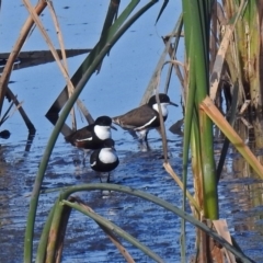 Erythrogonys cinctus (Red-kneed Dotterel) at Fyshwick, ACT - 9 Mar 2019 by RodDeb