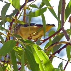 Pardalotus punctatus (Spotted Pardalote) at Fyshwick, ACT - 10 Mar 2019 by RodDeb