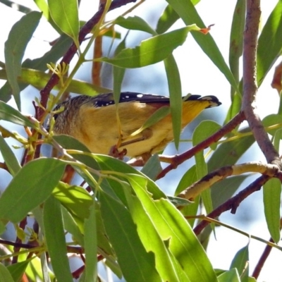 Pardalotus punctatus (Spotted Pardalote) at Jerrabomberra Wetlands - 10 Mar 2019 by RodDeb