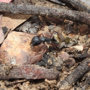 Camponotus suffusus at Hackett, ACT - 21 Dec 2018 09:30 AM