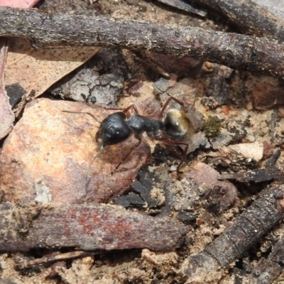 Camponotus suffusus (Golden-tailed sugar ant) at Point 5204 - 20 Dec 2018 by YumiCallaway