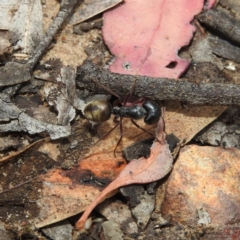 Camponotus suffusus at Hackett, ACT - 21 Dec 2018