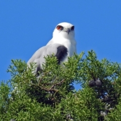 Elanus axillaris (Black-shouldered Kite) at Fyshwick, ACT - 9 Mar 2019 by RodDeb