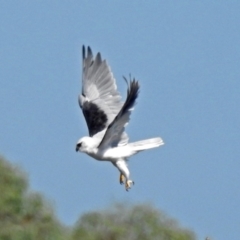 Elanus axillaris at Fyshwick, ACT - 10 Mar 2019 10:35 AM