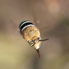 Amegilla (Zonamegilla) asserta (Blue Banded Bee) at Coree, ACT - 10 Mar 2019 by rawshorty