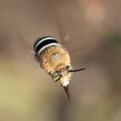 Amegilla (Zonamegilla) asserta (Blue Banded Bee) at Stony Creek - 10 Mar 2019 by rawshorty