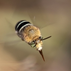 Amegilla (Zonamegilla) asserta at Coree, ACT - 11 Mar 2019 10:03 AM