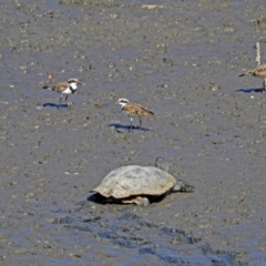 Charadrius melanops (Black-fronted Dotterel) at Fyshwick, ACT - 9 Mar 2019 by RodDeb