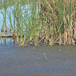 Charadrius melanops at Fyshwick, ACT - 10 Mar 2019