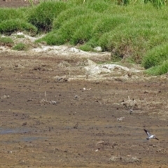 Charadrius melanops at Fyshwick, ACT - 10 Mar 2019