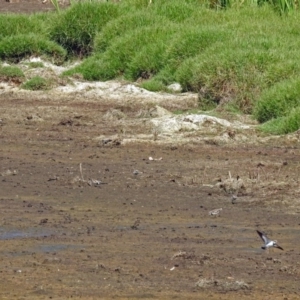 Charadrius melanops at Fyshwick, ACT - 10 Mar 2019