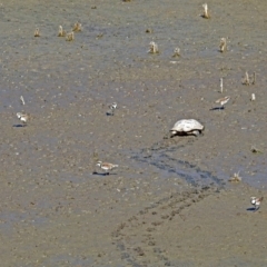 Charadrius melanops at Fyshwick, ACT - 10 Mar 2019