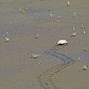 Charadrius melanops at Fyshwick, ACT - 10 Mar 2019