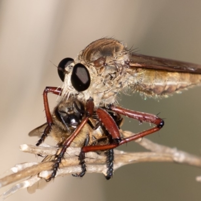 Colepia ingloria (A robber fly) at Coree, ACT - 11 Mar 2019 by rawshorty