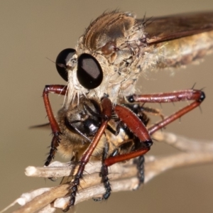 Colepia ingloria at Coree, ACT - 11 Mar 2019 10:34 AM