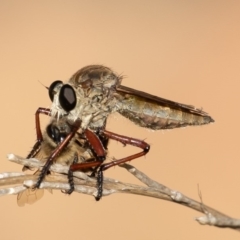 Colepia ingloria at Coree, ACT - 11 Mar 2019 10:34 AM