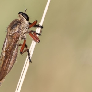 Colepia ingloria at Coree, ACT - 11 Mar 2019 10:34 AM