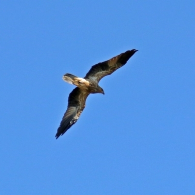 Haliastur sphenurus (Whistling Kite) at Jerrabomberra Wetlands - 10 Mar 2019 by RodDeb