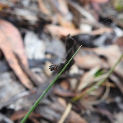 Austracantha minax (Christmas Spider, Jewel Spider) at Black Mountain - 20 Dec 2018 by YumiCallaway