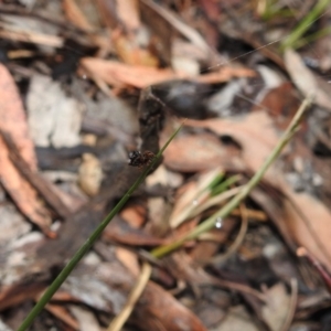 Austracantha minax at Point 5204 - 21 Dec 2018