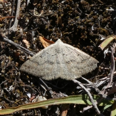 Nearcha (genus) (An Oenochromine moth) at Theodore, ACT - 11 Mar 2019 by owenh