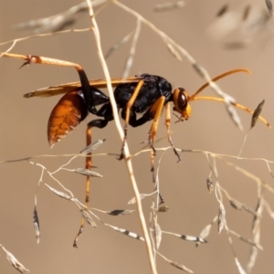 Cryptocheilus sp. (genus) at Coree, ACT - 11 Mar 2019 10:15 AM