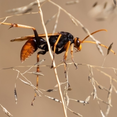 Cryptocheilus sp. (genus) (Spider wasp) at Stony Creek - 10 Mar 2019 by rawshorty