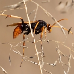 Cryptocheilus sp. (genus) (Spider wasp) at Coree, ACT - 10 Mar 2019 by rawshorty