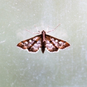 Nacoleia rhoeoalis at Calwell, ACT - 9 Mar 2019