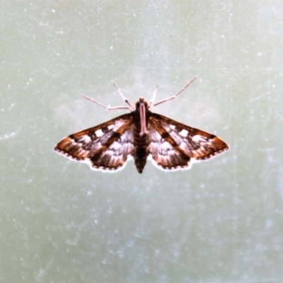 Nacoleia rhoeoalis (Spilomelinae) at Calwell, ACT - 8 Mar 2019 by DonLimn