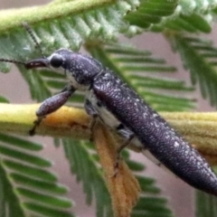 Rhinotia sparsa (A belid weevil) at Majura, ACT - 28 Jan 2019 by jbromilow50